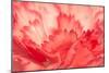 Pink Carnation Flower Petals-Yon Marsh-Mounted Photographic Print