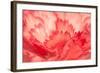 Pink Carnation Flower Petals-Yon Marsh-Framed Photographic Print