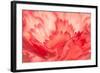 Pink Carnation Flower Petals-Yon Marsh-Framed Photographic Print