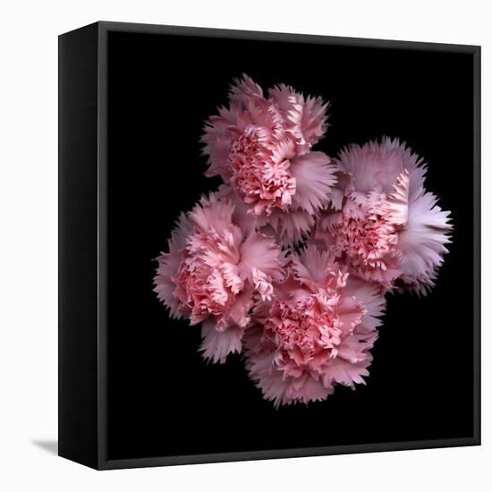 Pink Carnations-Magda Indigo-Framed Stretched Canvas