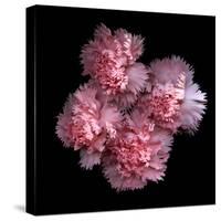Pink Carnations-Magda Indigo-Stretched Canvas