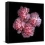 Pink Carnations-Magda Indigo-Framed Stretched Canvas