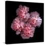 Pink Carnations-Magda Indigo-Stretched Canvas