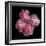 Pink Carnations-Magda Indigo-Framed Photographic Print