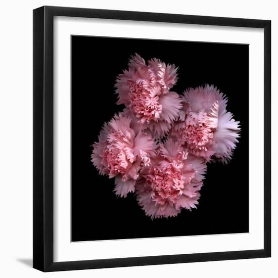 Pink Carnations-Magda Indigo-Framed Photographic Print