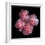 Pink Carnations-Magda Indigo-Framed Photographic Print