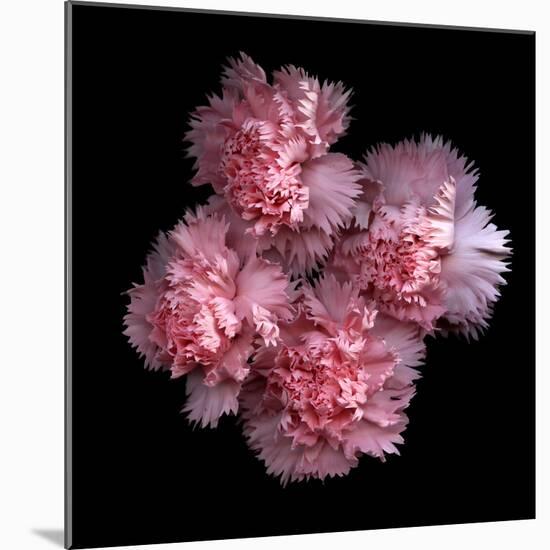 Pink Carnations-Magda Indigo-Mounted Photographic Print