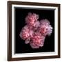 Pink Carnations-Magda Indigo-Framed Photographic Print