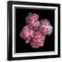 Pink Carnations-Magda Indigo-Framed Photographic Print