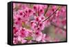 Pink Cherry Blossom in Spring Time-SNEHITDESIGN-Framed Stretched Canvas