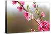 Pink Cherry Blossom in Spring Time-SNEHITDESIGN-Stretched Canvas