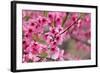 Pink Cherry Blossom in Spring Time-SNEHITDESIGN-Framed Photographic Print