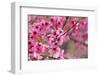 Pink Cherry Blossom in Spring Time-SNEHITDESIGN-Framed Photographic Print