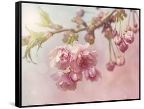 Pink Cherry Blossom Tree-egal-Framed Stretched Canvas