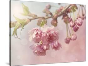 Pink Cherry Blossom Tree-egal-Stretched Canvas