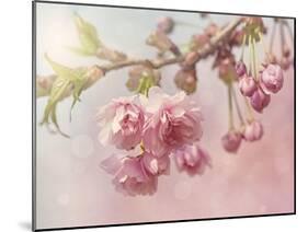 Pink Cherry Blossom Tree-egal-Mounted Art Print