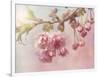 Pink Cherry Blossom Tree-egal-Framed Art Print