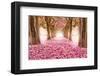 Pink Cherry Blossom Tunnel-null-Framed Art Print