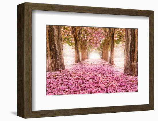 Pink Cherry Blossom Tunnel-null-Framed Art Print