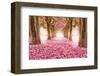 Pink Cherry Blossom Tunnel-null-Framed Art Print