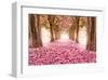 Pink Cherry Blossom Tunnel-null-Framed Art Print