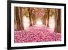 Pink Cherry Blossom Tunnel-null-Framed Art Print