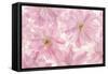 Pink Cherry Blossom-Cora Niele-Framed Stretched Canvas