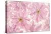 Pink Cherry Blossom-Cora Niele-Stretched Canvas