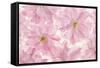 Pink Cherry Blossom-Cora Niele-Framed Stretched Canvas