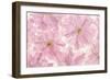 Pink Cherry Blossom-Cora Niele-Framed Photographic Print