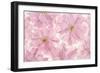 Pink Cherry Blossom-Cora Niele-Framed Photographic Print