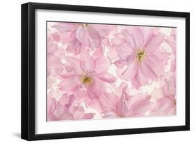 Pink Cherry Blossom-Cora Niele-Framed Photographic Print