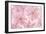 Pink Cherry Blossom-Cora Niele-Framed Photographic Print