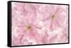 Pink Cherry Blossom-Cora Niele-Framed Stretched Canvas