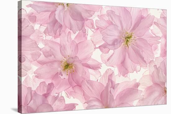 Pink Cherry Blossom-Cora Niele-Stretched Canvas