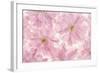 Pink Cherry Blossom-Cora Niele-Framed Photographic Print