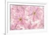 Pink Cherry Blossom-Cora Niele-Framed Photographic Print