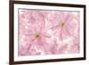 Pink Cherry Blossom-Cora Niele-Framed Photographic Print