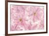 Pink Cherry Blossom-Cora Niele-Framed Photographic Print