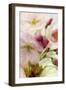 Pink Cherry Blossom-Mindy Sommers-Framed Giclee Print