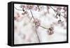 Pink Cherry Blossoms Bloom On Tree In Spring At The Peak Of Cherry Blossom Season, Washington, DC-Karine Aigner-Framed Stretched Canvas