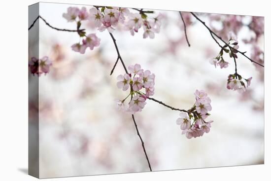 Pink Cherry Blossoms Bloom On Tree In Spring At The Peak Of Cherry Blossom Season, Washington, DC-Karine Aigner-Stretched Canvas