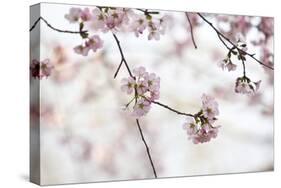 Pink Cherry Blossoms Bloom On Tree In Spring At The Peak Of Cherry Blossom Season, Washington, DC-Karine Aigner-Stretched Canvas