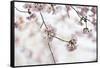 Pink Cherry Blossoms Bloom On Tree In Spring At The Peak Of Cherry Blossom Season, Washington, DC-Karine Aigner-Framed Stretched Canvas