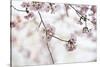 Pink Cherry Blossoms Bloom On Tree In Spring At The Peak Of Cherry Blossom Season, Washington, DC-Karine Aigner-Stretched Canvas