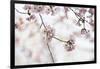 Pink Cherry Blossoms Bloom On Tree In Spring At The Peak Of Cherry Blossom Season, Washington, DC-Karine Aigner-Framed Photographic Print