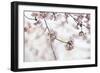 Pink Cherry Blossoms Bloom On Tree In Spring At The Peak Of Cherry Blossom Season, Washington, DC-Karine Aigner-Framed Photographic Print