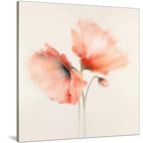 Pink Chiffon II-J^P^ Prior-Stretched Canvas