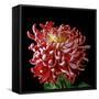 Pink Chrysanthemum 3-Magda Indigo-Framed Stretched Canvas