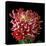 Pink Chrysanthemum 3-Magda Indigo-Stretched Canvas
